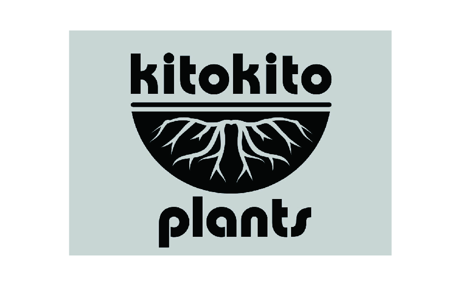 kitokito plants