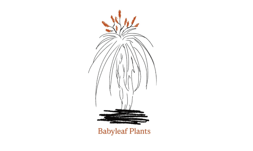 Baby Leaf plants